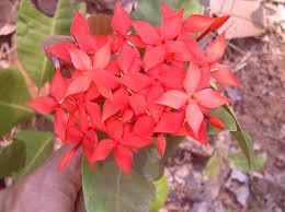 Types of flowers diy flowers colorful flowers spring flowers beautiful flowers yellow wedding floral wedding wedding flowers elegant wedding. Upload Wikimedia Org Wikipedia Commons 2 2d Bea