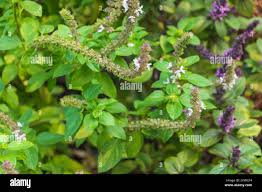 Image result for Ocimum americanum