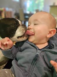 Hello starting my search for a Boston. Has anyone heard of Lookaways boxers  and bulldogs out of Ledue Alberta ? Thanks for any info.