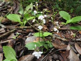 Image result for Cynorkis debilis