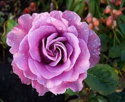 For example, the amesha spentas, the six divine beings created by ahura mazdā (wise lord, god) according to the gathas of zarathustra, function as archangels and are considered as such in middle persian zoroastrian writings. Rose Angel Face Hello Hello Plants Garden Supplies