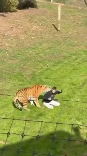BREAKING: The man who was mauled by a tiger in Yorkshire over the weekend  has been named as William Chapman. Mr Chapman died after entering the tiger  enclosure at around 1.35pm on