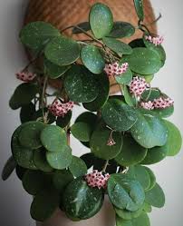 Ormai il comunissimo pothos è riconosciuto come la pianta da interno cadente per eccellenza. Piante Pendenti Da Interno Per Il Tuo Appartamento Green