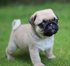 See puppy pictures, health information and reviews. Michael S Pug Puppies Home Facebook
