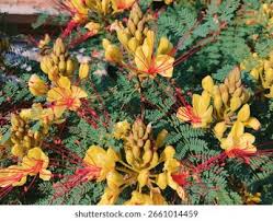 Image result for Erythrostemon