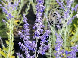 Image result for perovskia atriplicifolia 'little spire'
