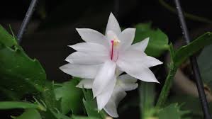 Cats · 1 decade ago. Florida Gardening Which Holiday Plants Mix With Pets