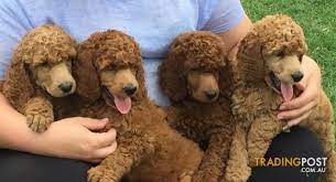 ~ dark brown standard poodles & rich red standard poodles ~. Pure Bred Red Standard Poodle Puppies