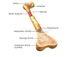 The compact bone is composed of calcified extracellular material the bone matrix and 3 major cell types which are osteoblast which ssynthesize and secrete the organic components of bone matrix which include type 1 collagen fibers proteoglycans and several glycoproteins such as ostepnectin. Bone Structure Stock Illustration Illustration Of Cell 48738944