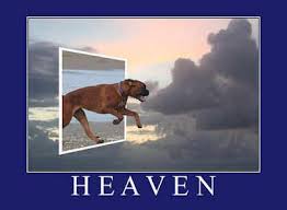 Do Pets Go To Heaven Jim Daly Dog Heaven Pets Dog Love