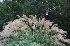 Image result for Miscanthus junceus