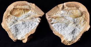 Image result for Glyphaea