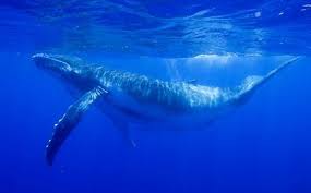 This Earth Day A Chance To Save Endangered Blue Whales Save The Whales Whale Whale Pictures