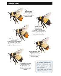 Image result for Bombus polaris