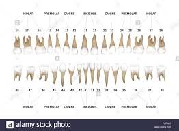 Human Dentition Full Infographic Chart With Teeth Numbers