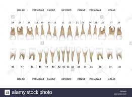 human dentition full infographic chart with teeth numbers