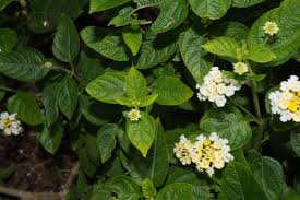 Image result for Lantana tiliifolia
