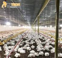 China OEM/ODM Manufacturer Broiler Poultry Farming - Good ...