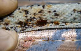 Why should you get rid of bees. Natural And Innocuous Ways For Bed Bug Removal From Your Home Pestico Canada Inc Pest Control Animal Exterminator Service