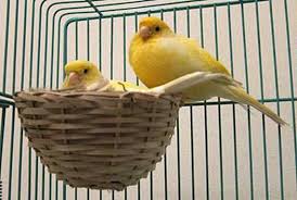 Peminat burung kenari juga semakin tahun semakin meningkat dengan perawatan burung kenari yang mudah dan tidak ribet ada teknik menjodohkan burung yang terbaru yaitu dengan menggunakan sangkar burung box , sangkar burung box ini digunakan khusus pada. Cara Ternak Burung Kenari Yang Benar Bagi Pemula Ulasan Lengkap Nuansa Baru