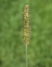 Image result for Setaria pumila