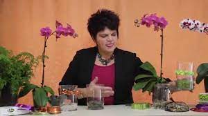 Phalaenopsis Orchids Transferred To Glass Vases In Hydroton Clay Pellets Youtube Orchids Beautiful Orchids Orchid Plants