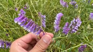 ヘアリーベッチ 種