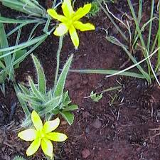Image result for Hypoxis