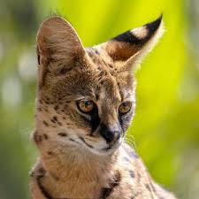 Cat guides for exotic cats include keeping them as pets, history, descriptions, and cat care. List Of Domesticated Wild Cat Breeds Lovetoknow