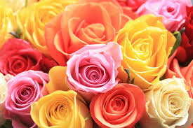 Everyone's favorite wedding flower, the rose, has different meanings depending on the hue. Flower Color Meanings Significance Of Flower Colors Petal Talk