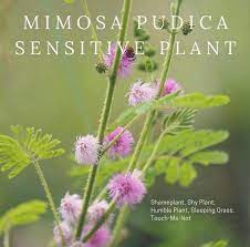 Sensitive Plant Seeds Organic Mimosa Pudica Shame Shy Etsy In 2021 Plants Sensitive Plant Planting Seeds