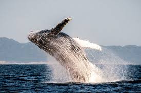 Breaching is when most or all of the whale's body leaves the water. Breaching Whale Picture Of St Lucia Tours Charters Tripadvisor