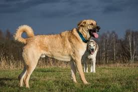 The kangal dog has not yet been recognized by the american kennel club (akc). Everything You Need To Know About The Kangal Animalso