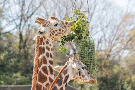 We did not find results for: Giraffe Eating Grass And Green Leaf In Basket Stock Photo Picture And Royalty Free Image Image 57042760