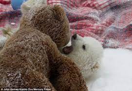 Hot married guy busting a good nut. Orphaned Polar Bear Makes Friends With Some Cuddly Toys In His Enclosure Daily Mail Online