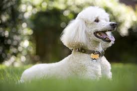 Image result for poodle