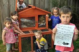 The piggies must love it ^_^. Two Stolen Guinea Pigs A Huge Loss Otago Daily Times Online News