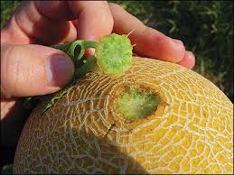 This is an excellent melon for northern gardens that produces large numbers of small melons on 3 ft. High Tunnel Melon And Watermelon Production Mu Extension