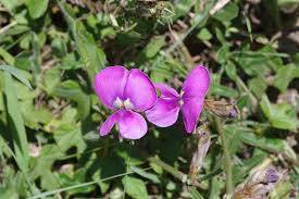Image result for Vigna unguiculata