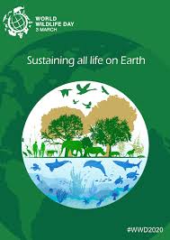 Poster on water conservation by nayak miti bhadreshkumar, little flower school, ahmedabad. 3 March Humanitarian Web