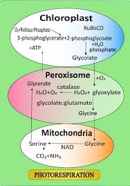 Although, the plan nonetheless needs to make the atp molecules required for enzymes to function, and so it additionally includes mitochrondria, which technique the sugars to. Which Cell Organelle Is Not Related To Photorespiration Class 11 Biology Cbse