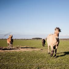Radtouren Fahrradverleih Lindemann