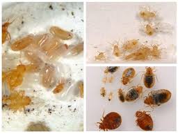 Langkah pertama dalam nak menghapuskan pepijat adalah cara terbaik dan berkesan untuk membunuh pepijat adalah dengan wap haba, yang mana harga sekitar. Bagaimana Untuk Membunuh Bedbugs Di Apartmen