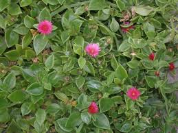 Image result for Delosperma tradescantioides