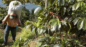Coffee plantation, port of spain,trinidad photographer: Coffee Production Plant Genus Britannica