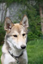 Image result for západosibiřská lajka