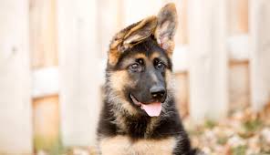 I also have full working line german shepherd puppies for sale that would do well in a working job, sch, agility, therapy dog, search and rescue, or as a very energetic family member. When Will My German Shepherd S Ears Stand Up Top Ear Faqs The Puppy Mag