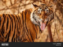 They look like they're posed for their birthday photos but, in reality, they were trying to decide how to steal a stick from their sister, orissa, who was having too much fun with it. Royal Bengal Tiger Image Photo Free Trial Bigstock