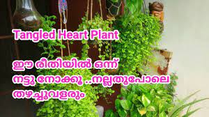 How I Grow Tangled Heart Plant How To Care And Propogation Of Swedish Ivy Succulent Plant Salukoshy Youtube Planting Succulents Plants Propagating Plants