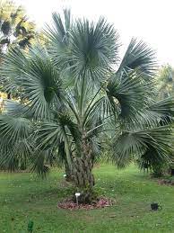 Check spelling or type a new query. Sabal Mexicana Sabal Mexicana Is A Species Of Palm Tree That Is Native To North America Common Names Includ Palm Tree Landscaping Trees To Plant Florida Trees